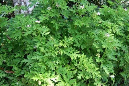 別墅庭院用驅蚊(wén)草 別墅庭院用驅蚊草
